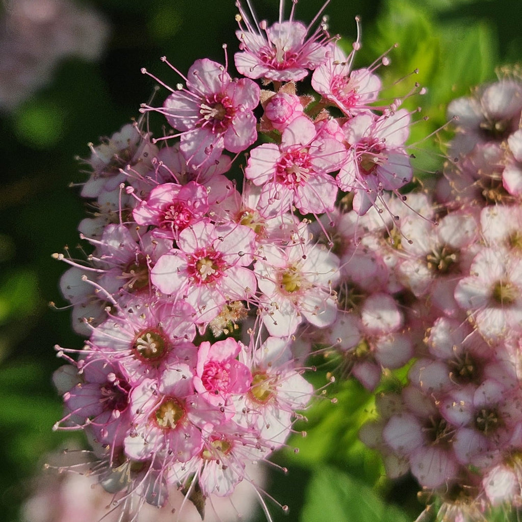 Bjørkebladspirea I
