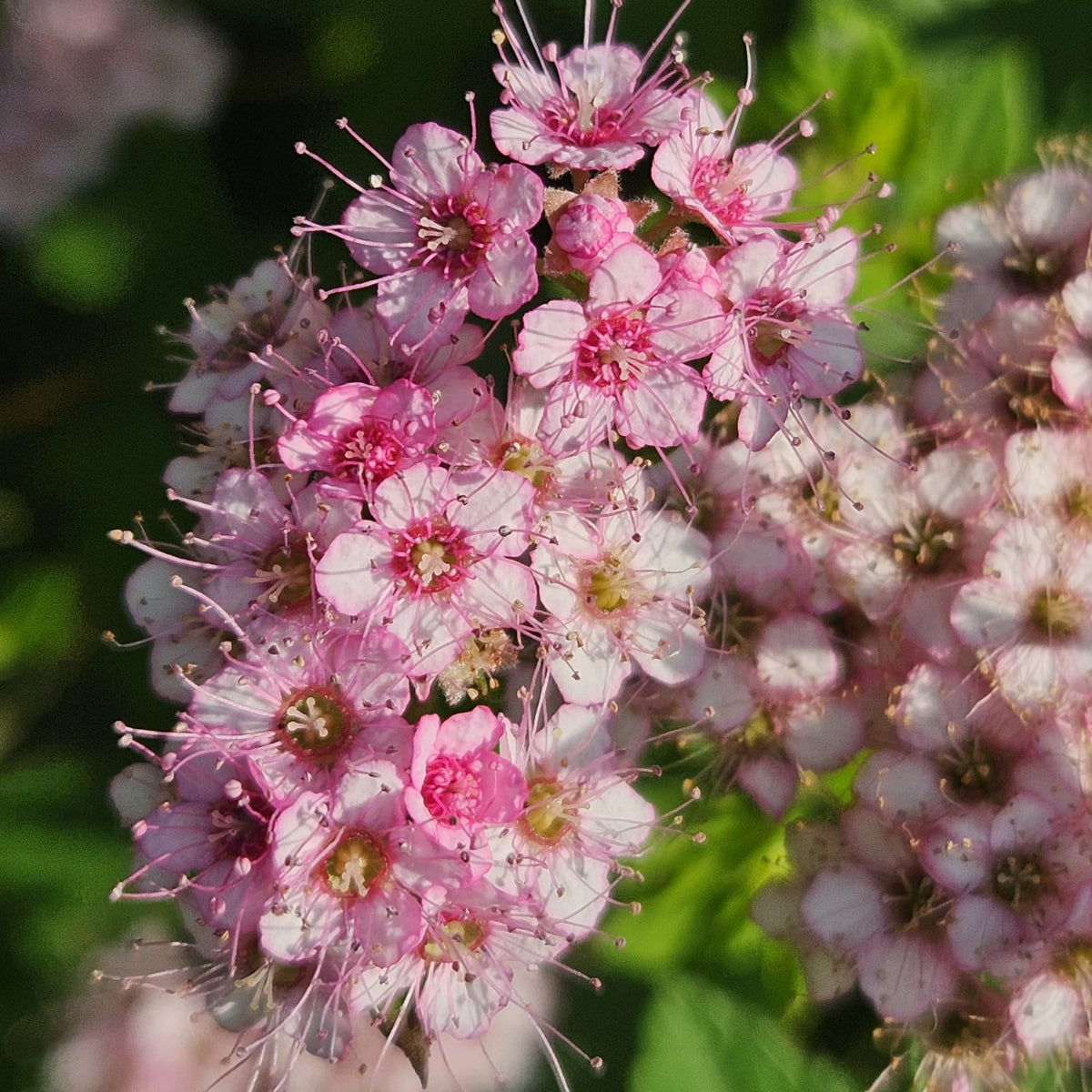 Bjørkebladspirea I