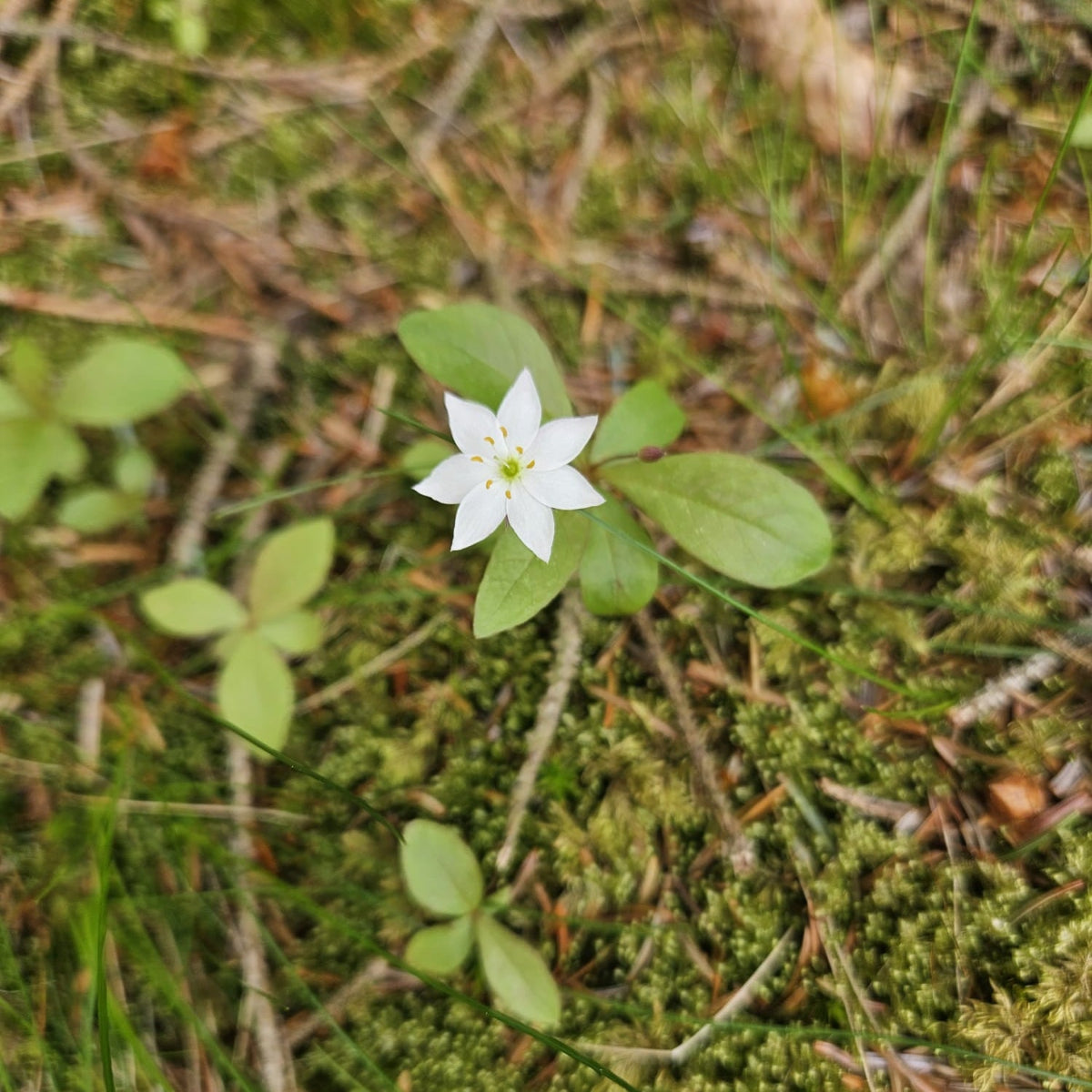 Skogstjerne S2 – Øredobber med ekte hvit blomst i resin – Botaniske sorte øredobber, håndlaget blomstersmykke, naturinspirerte ovale øredobber