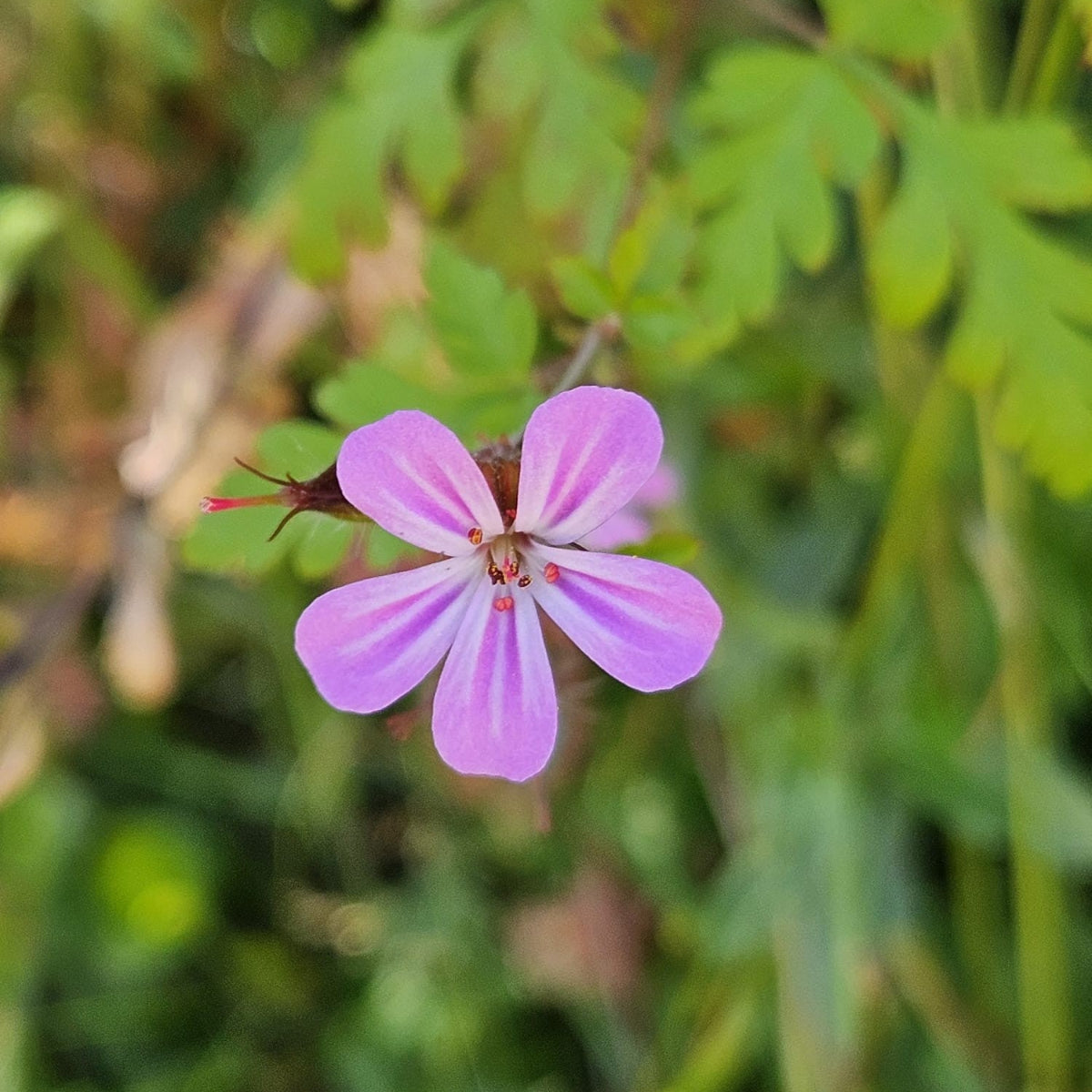 Stankstorkenebb blomst i norsk natur