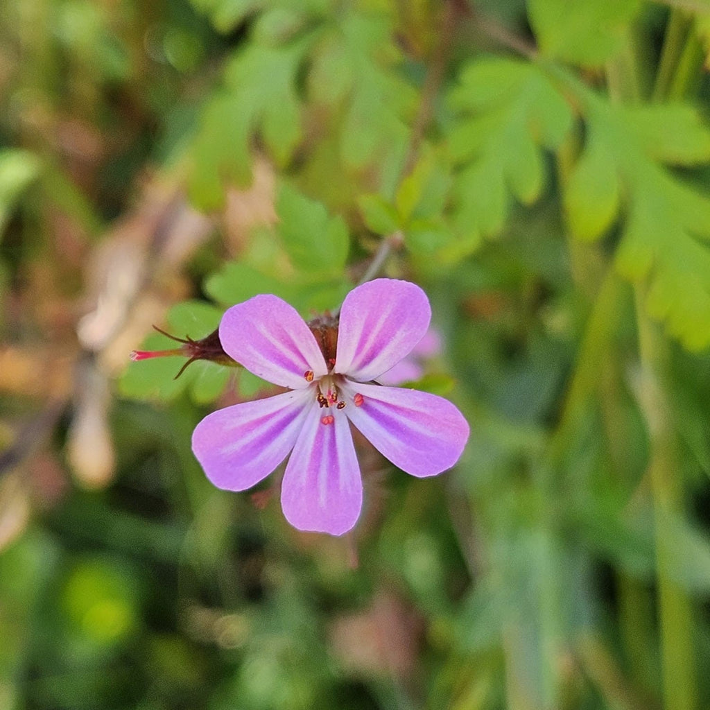 Stankstorkenebb III -  Geranium robertianum – Håndlagde øredobber med ekte blomster