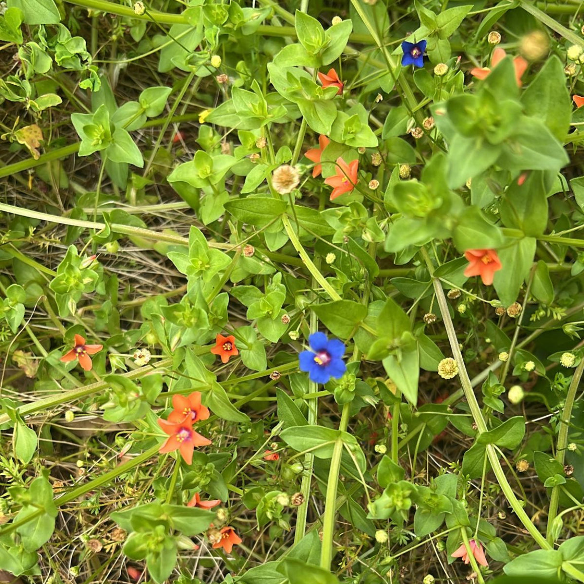 MiniPimpi - Øredobber med Pimpinella (Anagallis arvensis) – Håndlagde Botaniske Stud Øredobber med Ekte Blomster i Resin – La Paredita Collection