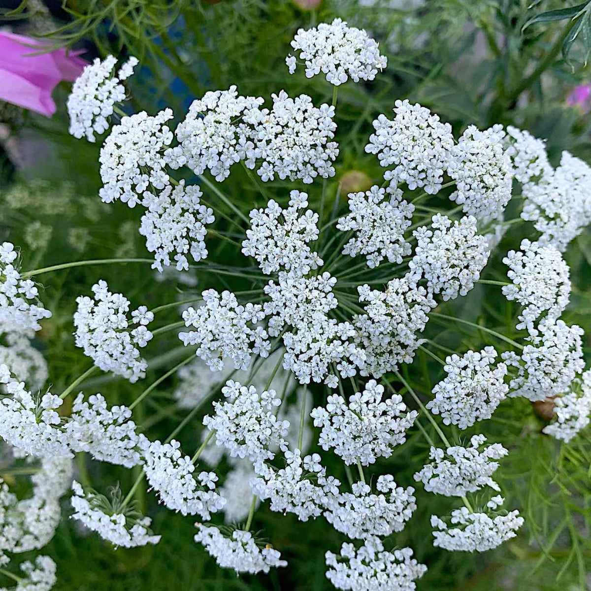 Ammi Majus VII