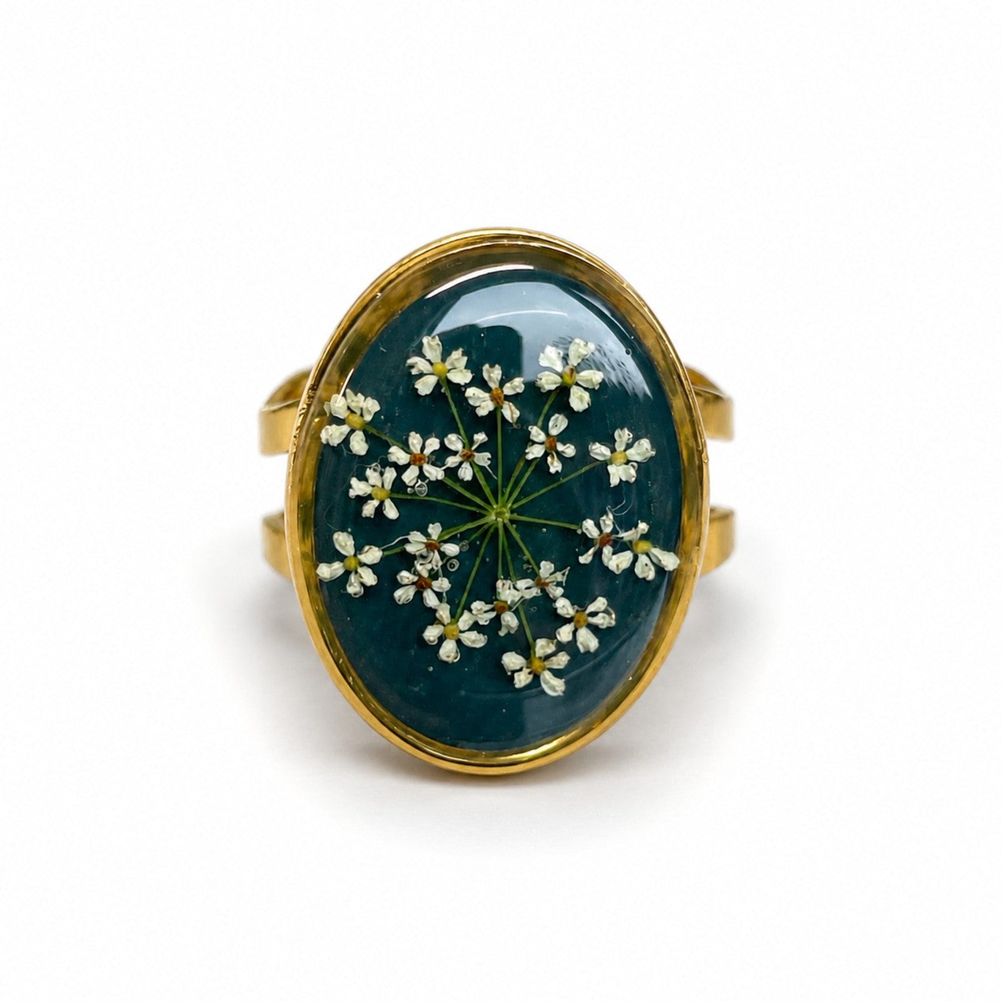 Ammi Majus II