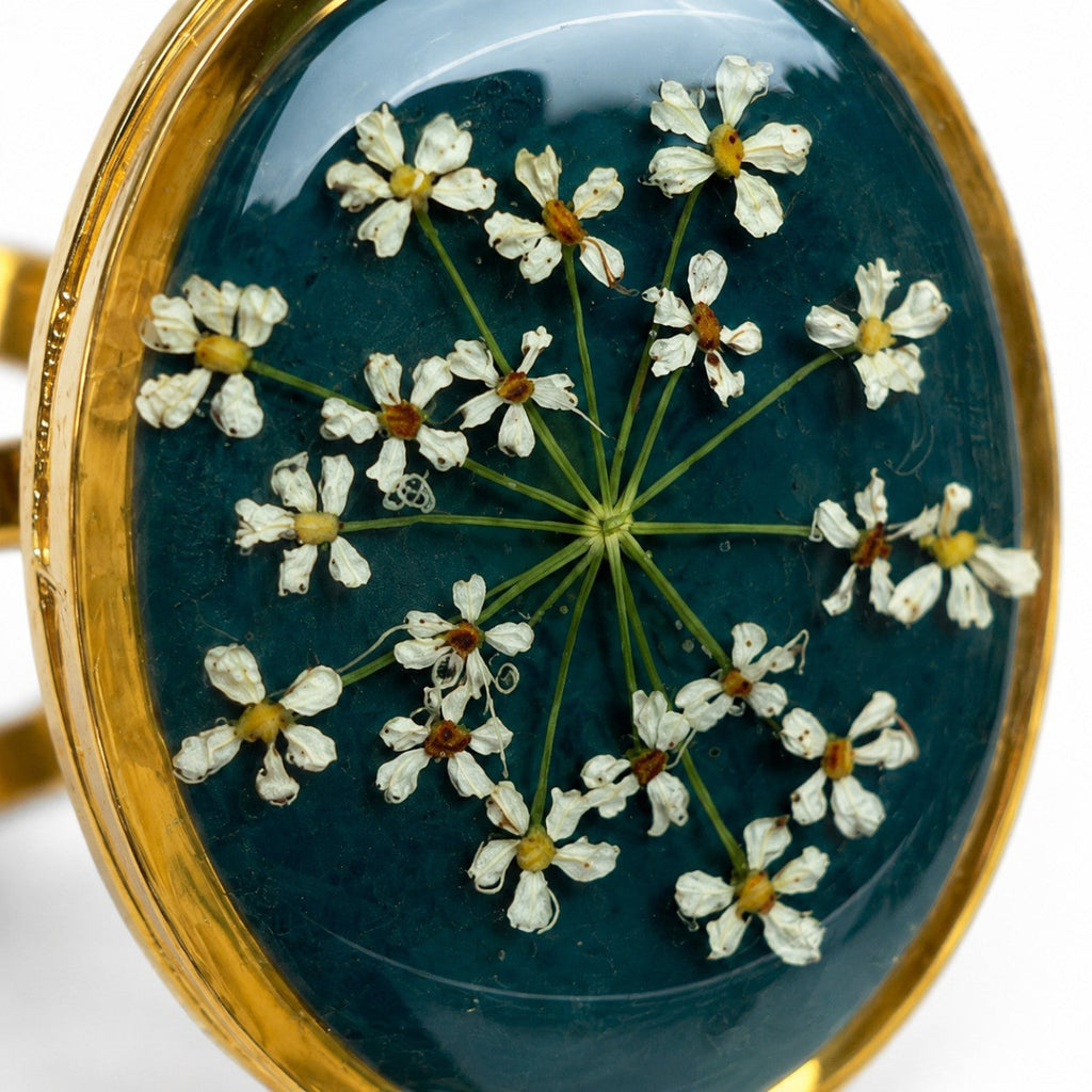 Ammi Majus II