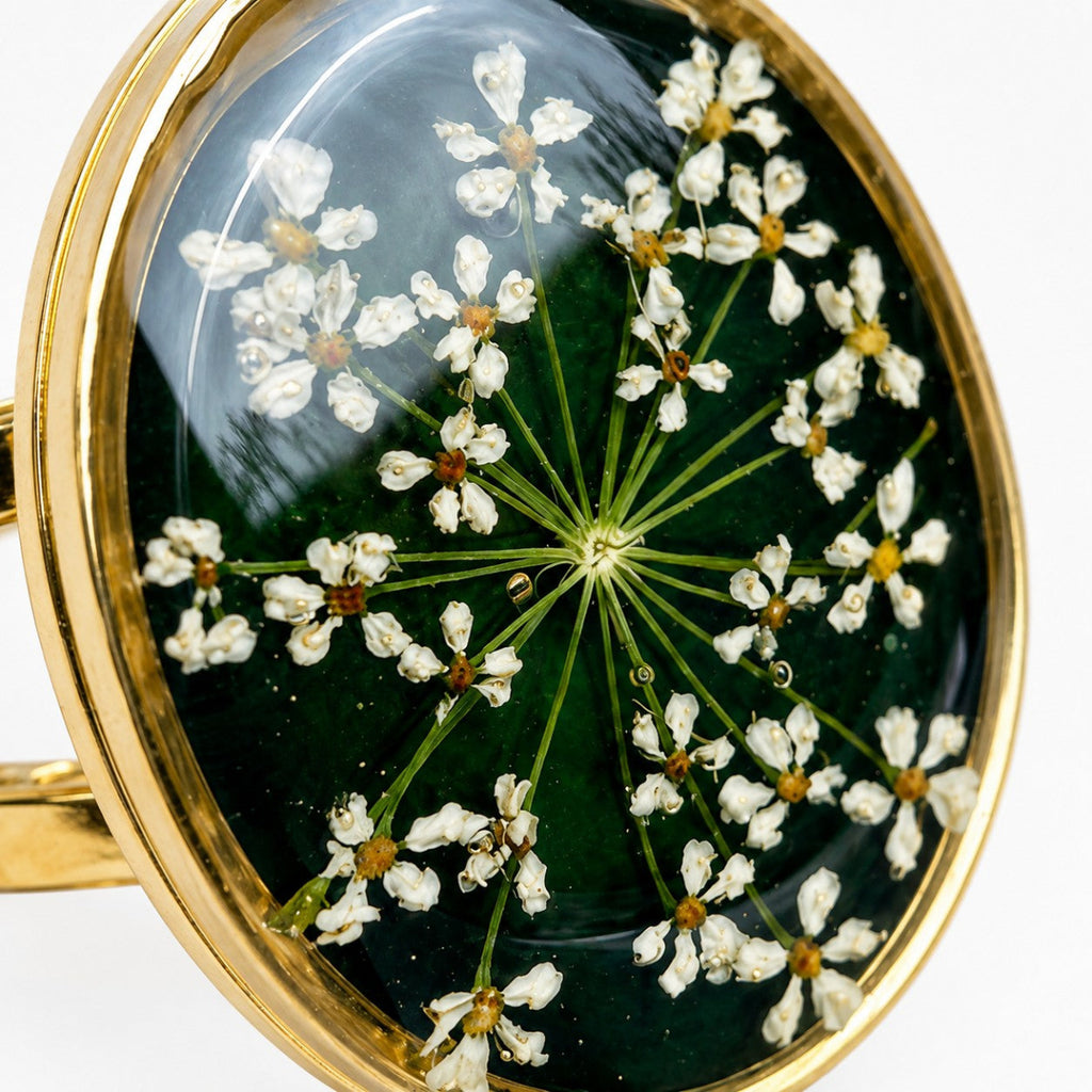 Ammi Majus VI