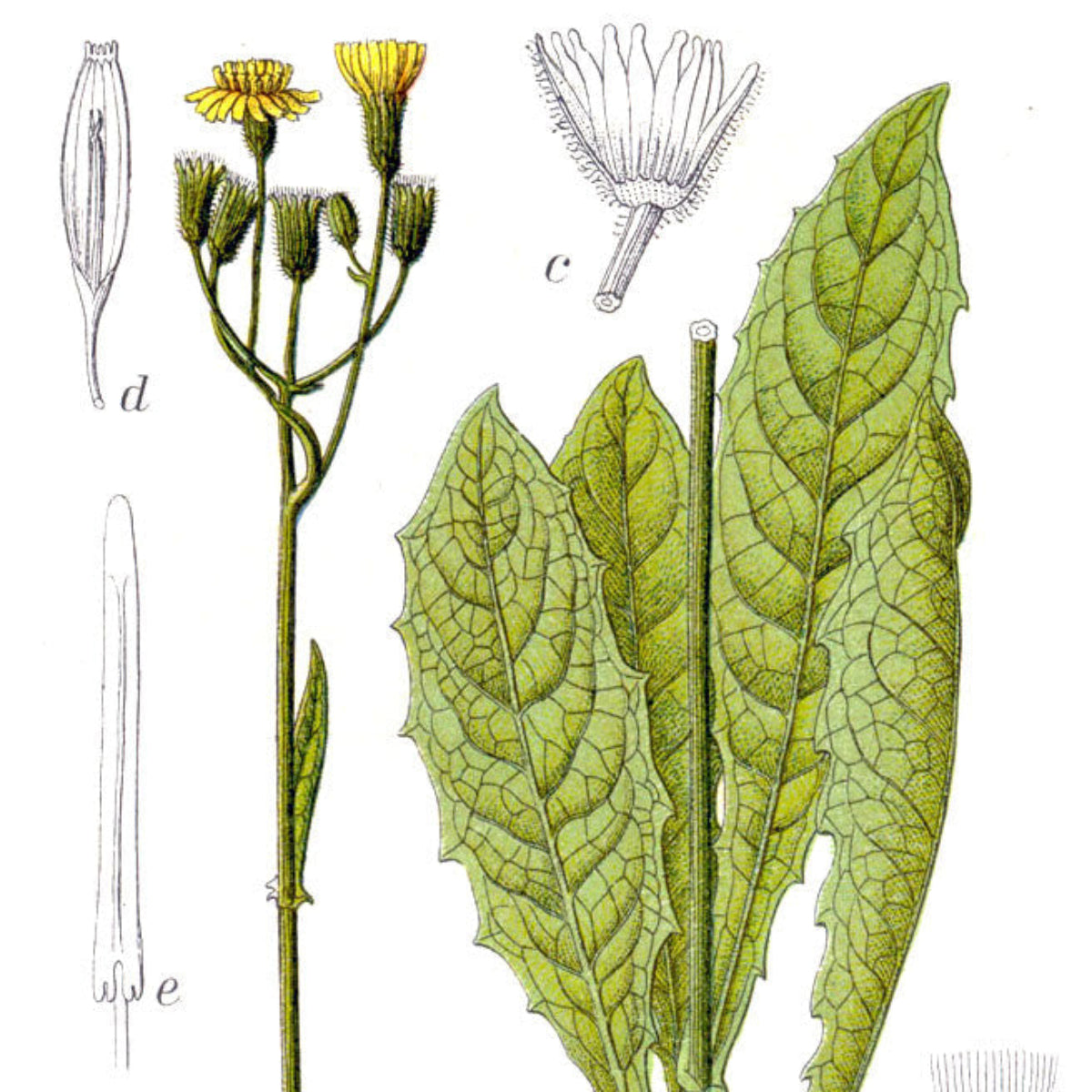 Sumphaukeskjegg - ring med ekte Crepis paludosa 💜🌼