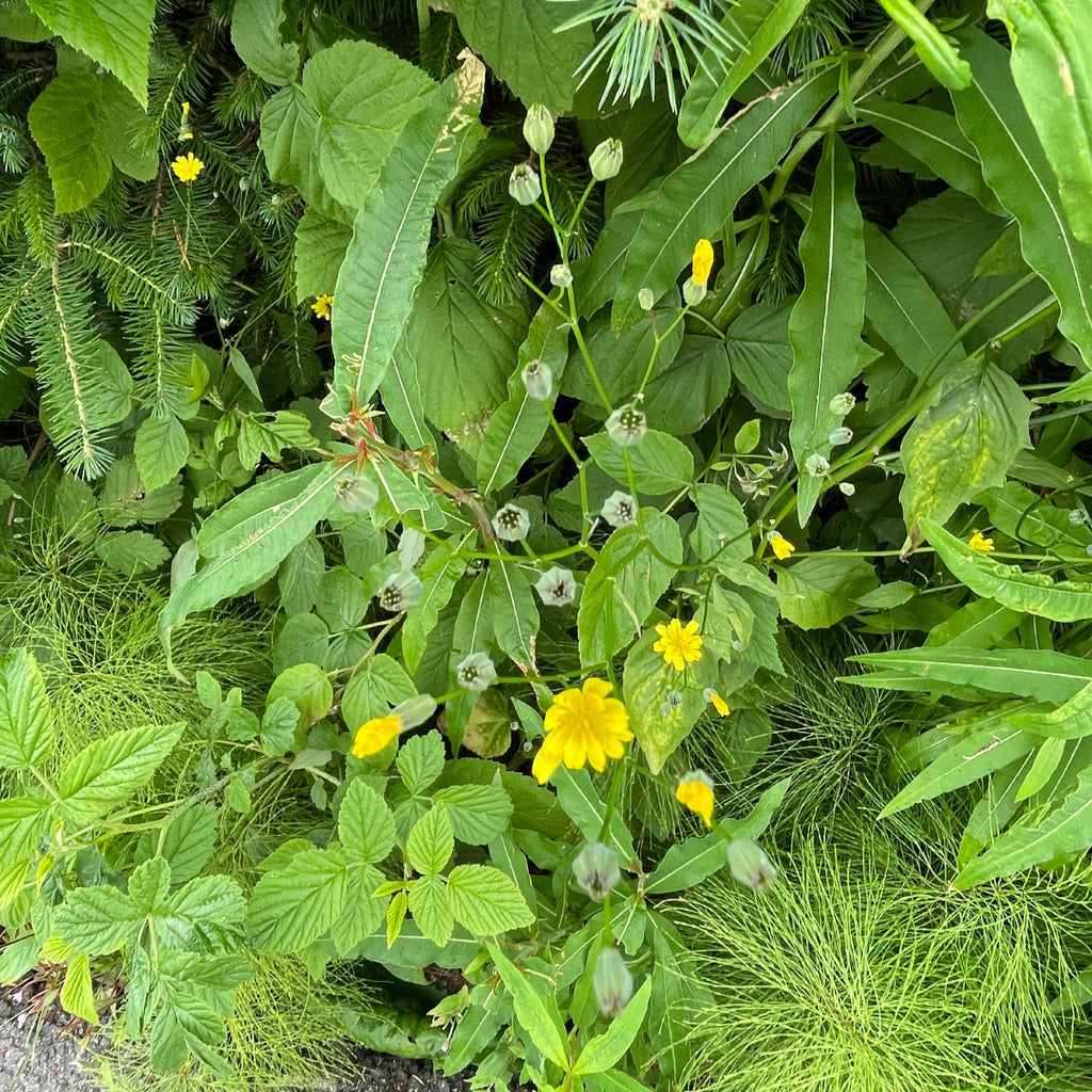 Sumphaukeskjegg - ring med ekte Crepis paludosa 💜🌼