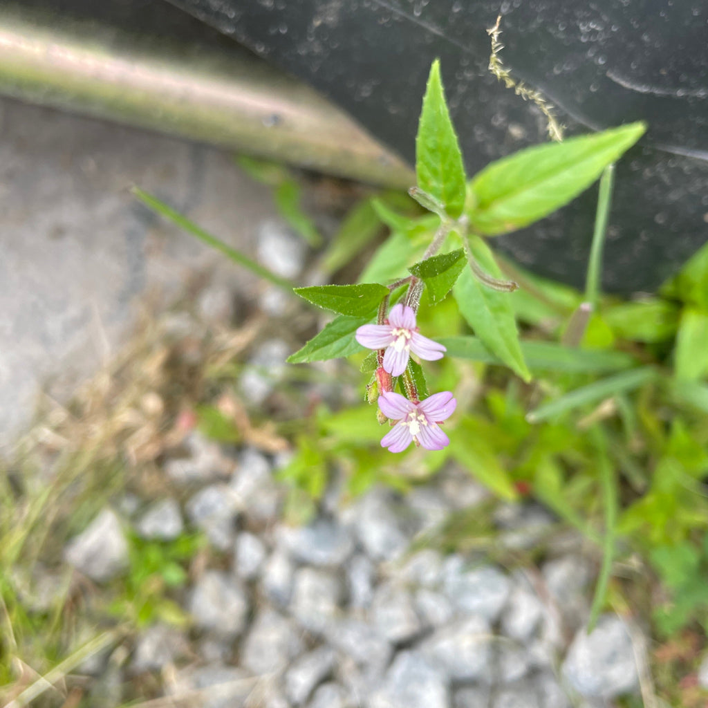 Dunmjølke blomst i naturen