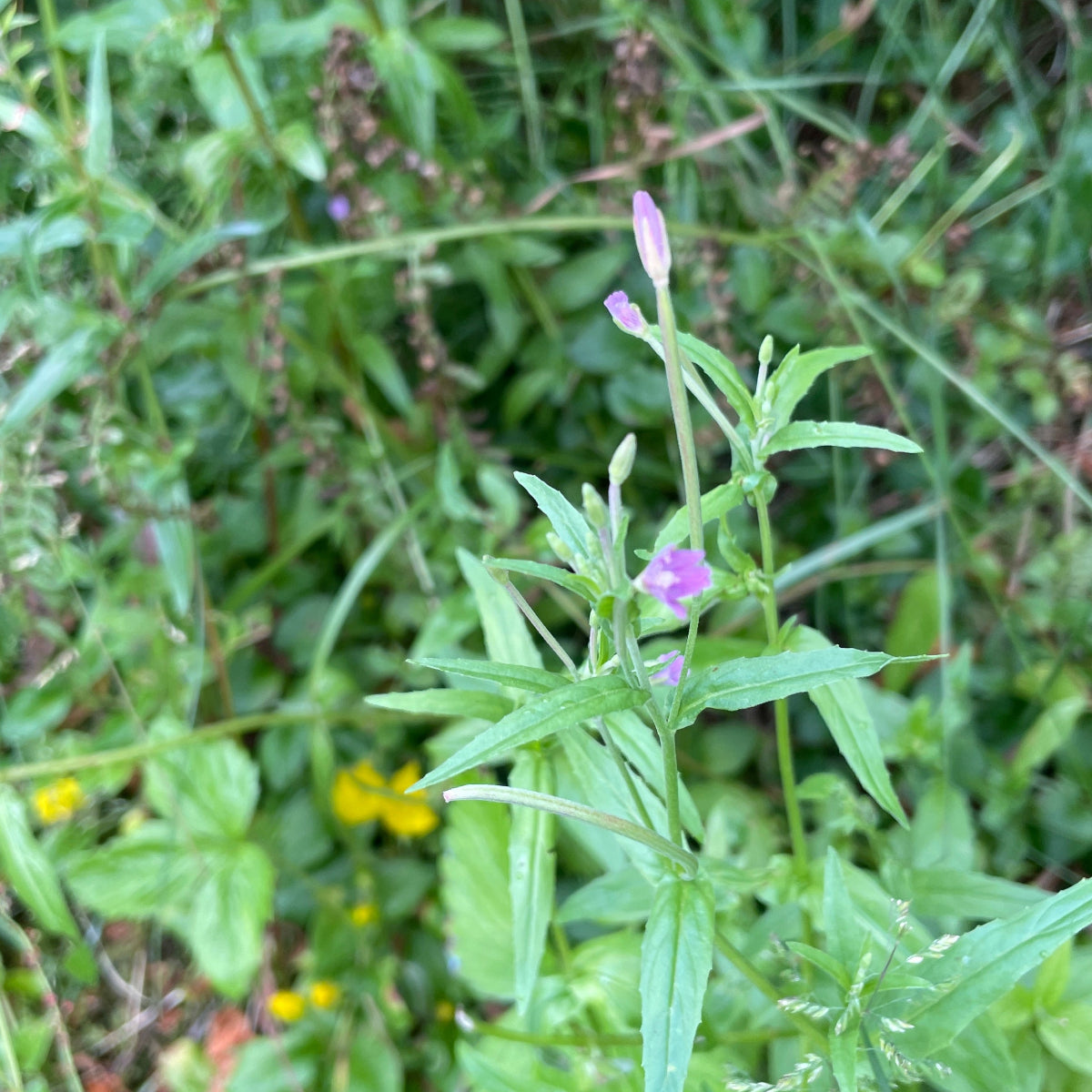 Dunmjølke plante i norsk natur