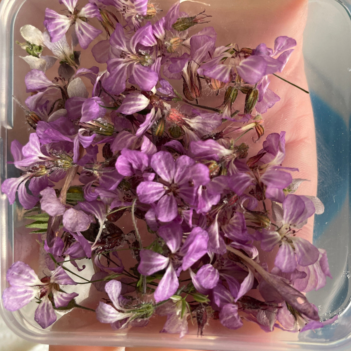 Stankstorkenebb blomster samlet i boks