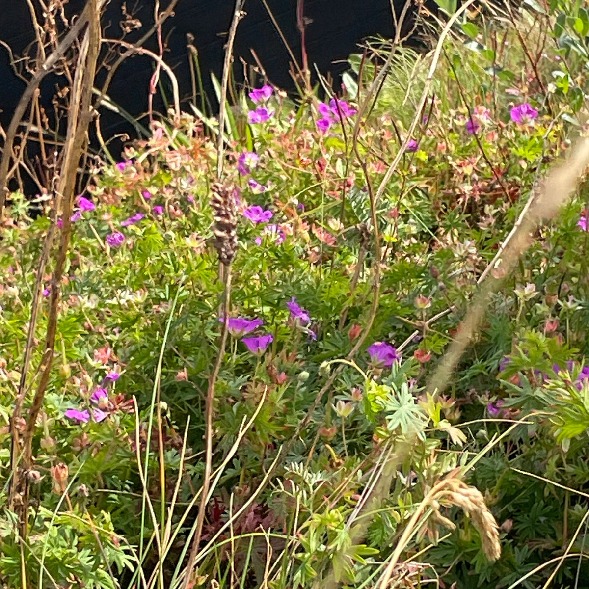 Blodstorkenebb I -øredobber – ekte Geranium sanguineum fra Ølberg 🌸🌿