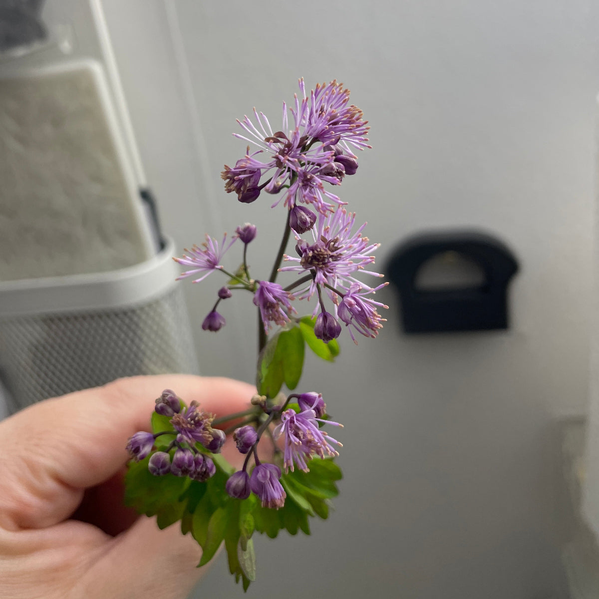 Akeleiefrøstjerne I – Håndlagde øredobber med ekte Thalictrum aquilegiifolium