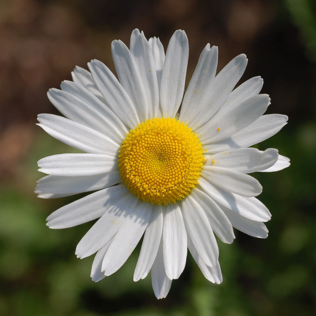 Blå himmelen - Håndlaget ring med ekte blomster – unik gave – naturinspirert smykke - justerbar ring