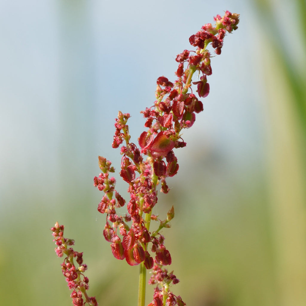Rumex I – Øredobber med ekte blomsterstjerne – Rosa harpiksøredobber i villblomsterstil – Gave til bestevenn – Gave til naturelskere – Håndlagde botaniske smykker