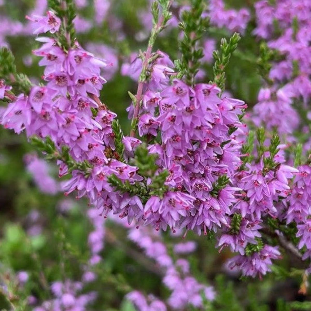 Grace I - stankstorkenebb  & røsslyng – øredobber med ekte blomster