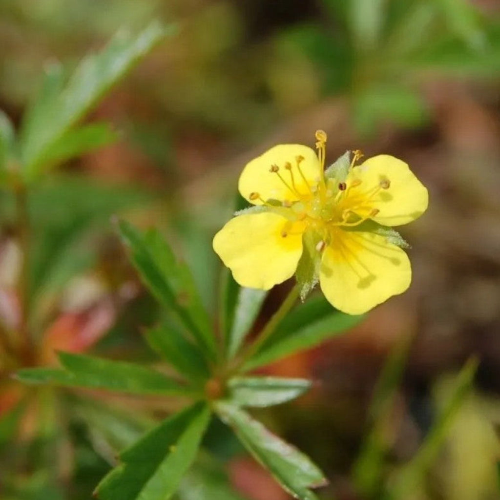 Tepperot I – Håndlagde øredobber med ekte Tepperot blomster – Botaniske smykker i harpiks | Villeblomster -
