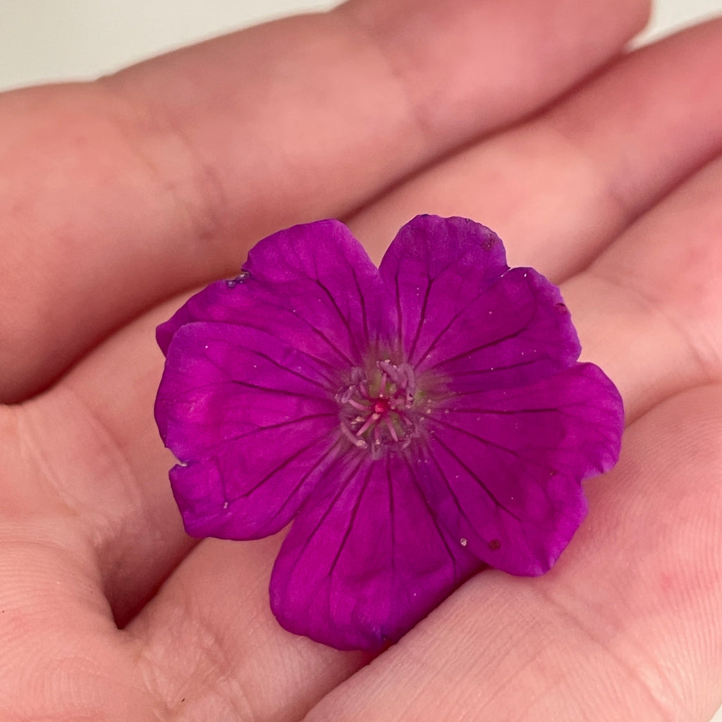 Blodstorkenebb I -øredobber – ekte Geranium sanguineum fra Ølberg 🌸🌿