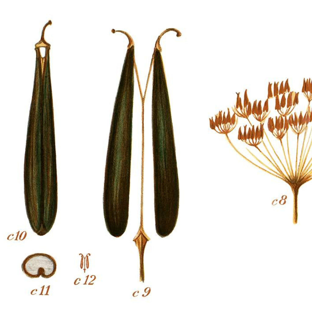Black and White - Ekte norske persillefrøøredobber, botaniske harpikssmykker, naturelskergave, bursdagsgave til bestevenn – Hundekjeks