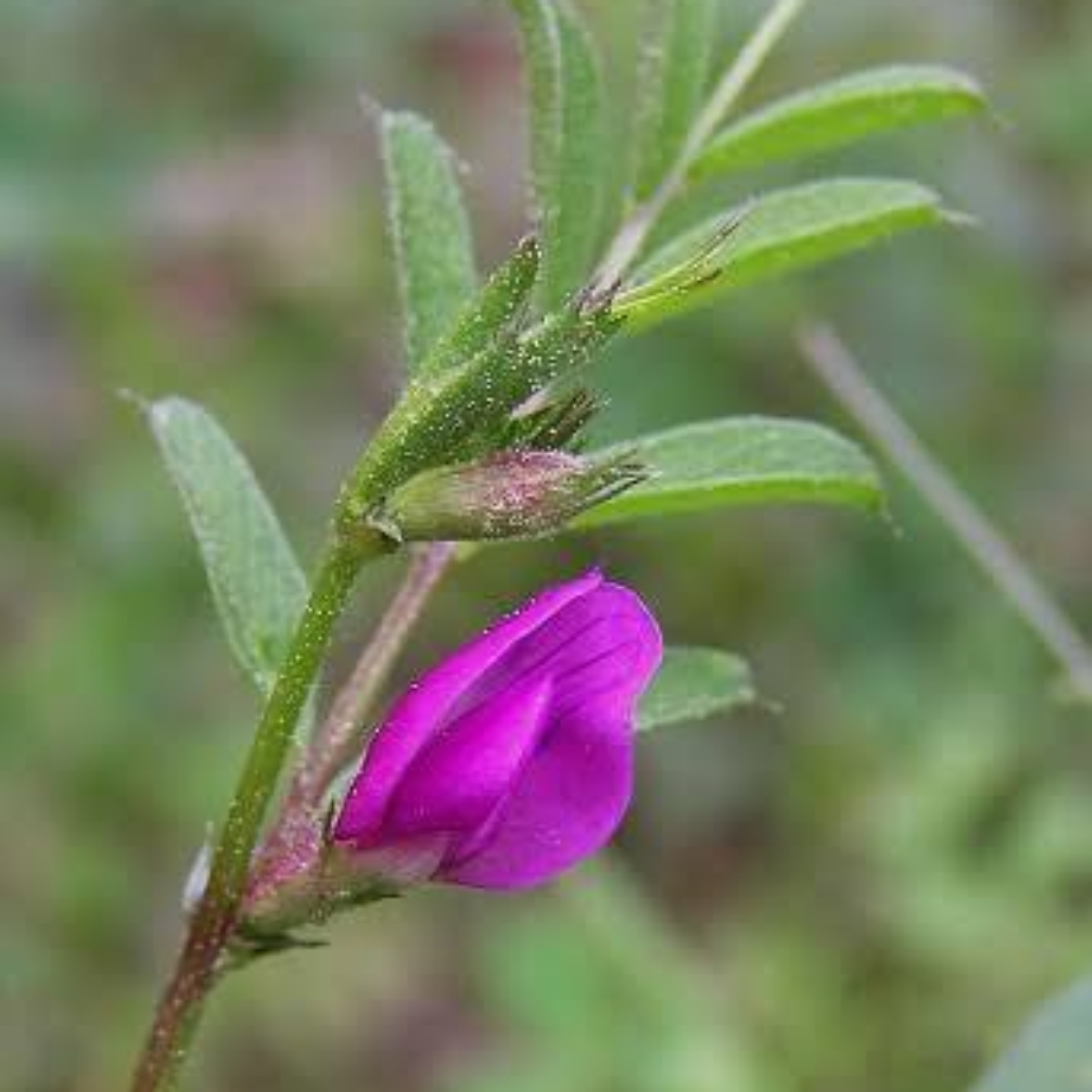 Vicia Sativa – blomst i naturen, lilla blomst på grønn stilk