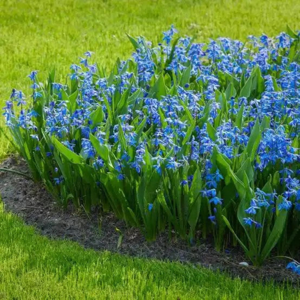 Russeblåstjerne 1 – Håndlagde øredobber med ekte blå blomster – Botaniske smykker i harpiks | Villeblomster
