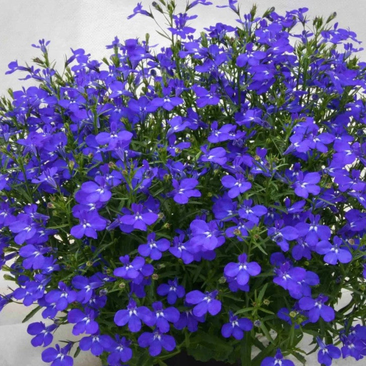 Lobelia - Øredobber med ekte blomster i resin – Botaniske øredobber med blå Hagelobelia, håndlaget naturinspirert smykke i gulltone