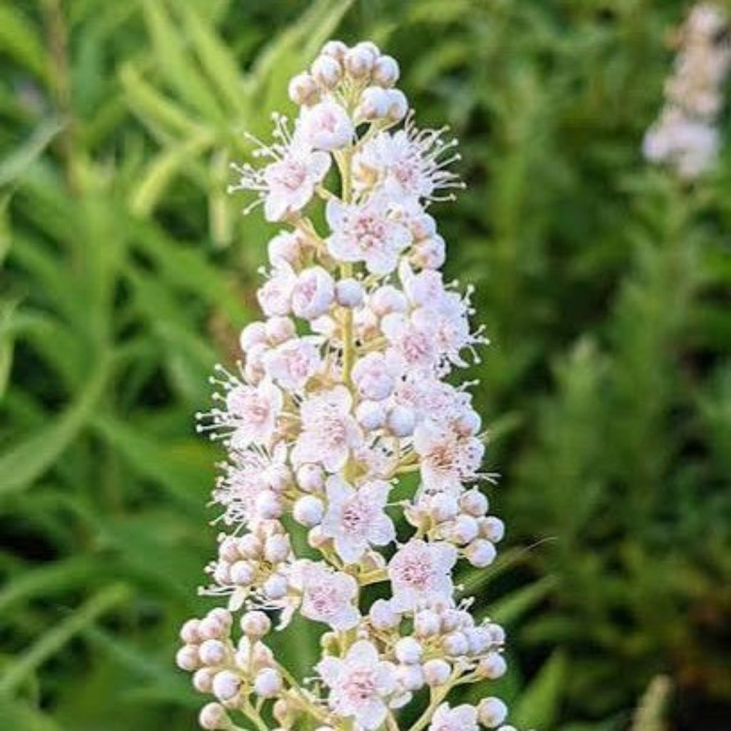 Kvitspirea i Terracota Øredobber – Håndlagde botaniske øredobber med ekte kvitspirea | Villeblomster