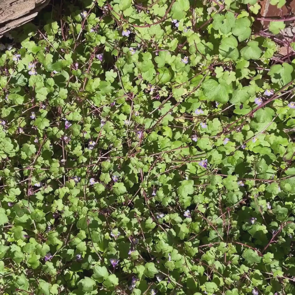 Palomilla de muro (Murtorskemunn) - Håndlagde botaniske smykker fra Tenerife
