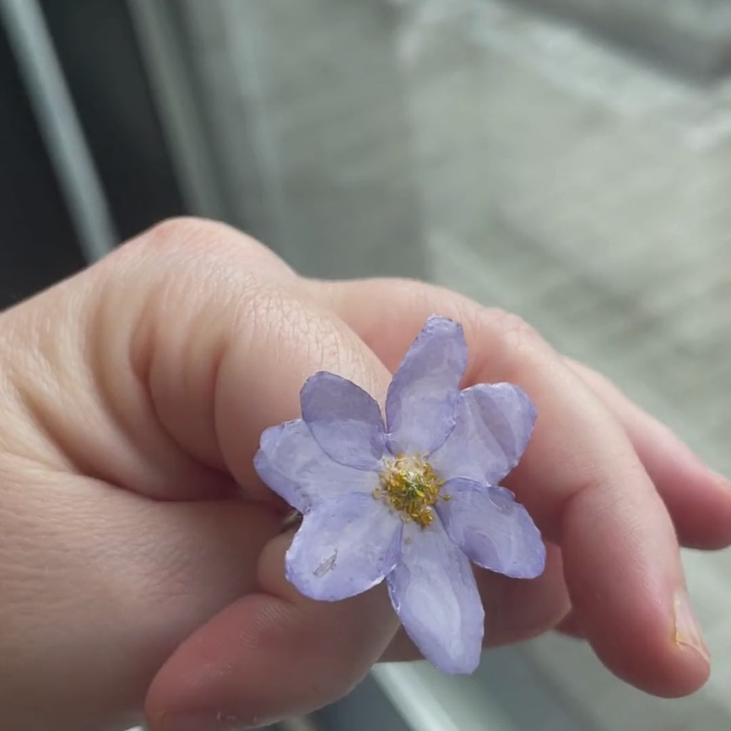 Blåveis Ring - Håndlaget ring med ekte blåveis innkapslet i resin