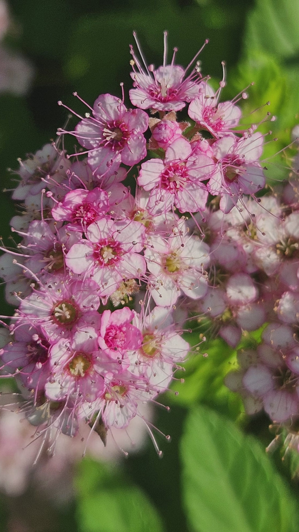 Bjørkebladspirea I