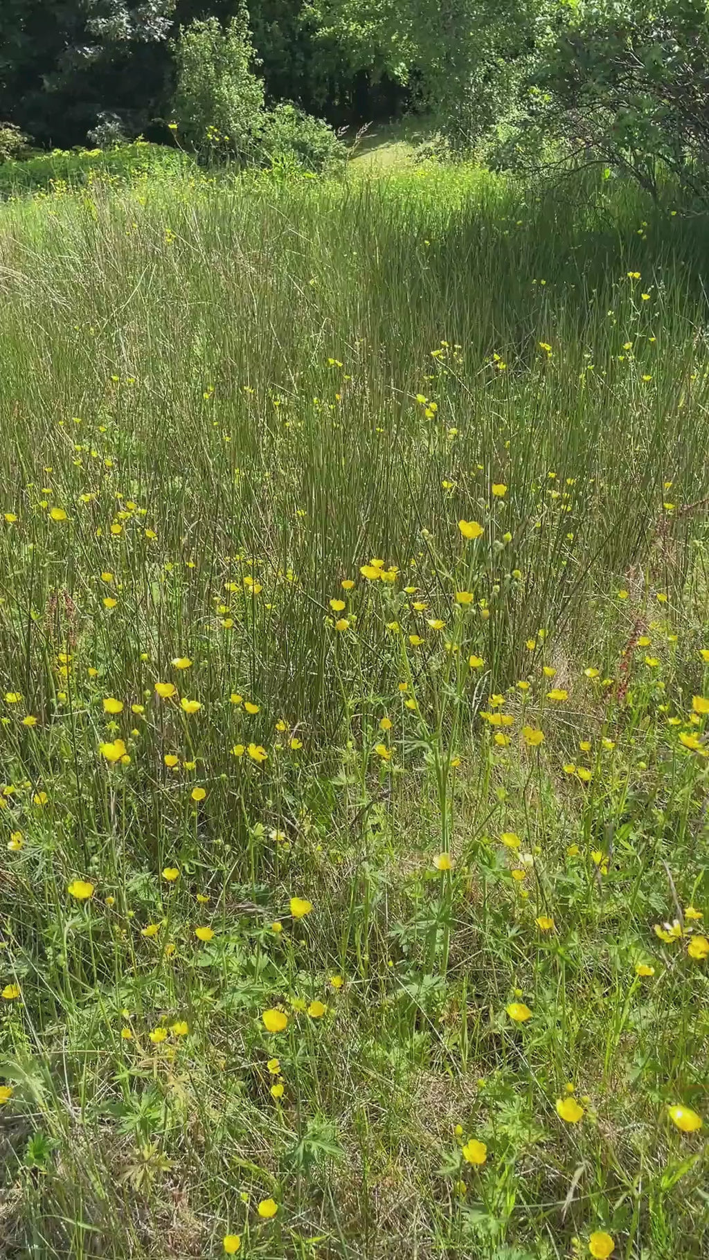 Smørblomst Mini – Håndlagde øredobber med ekte blomster