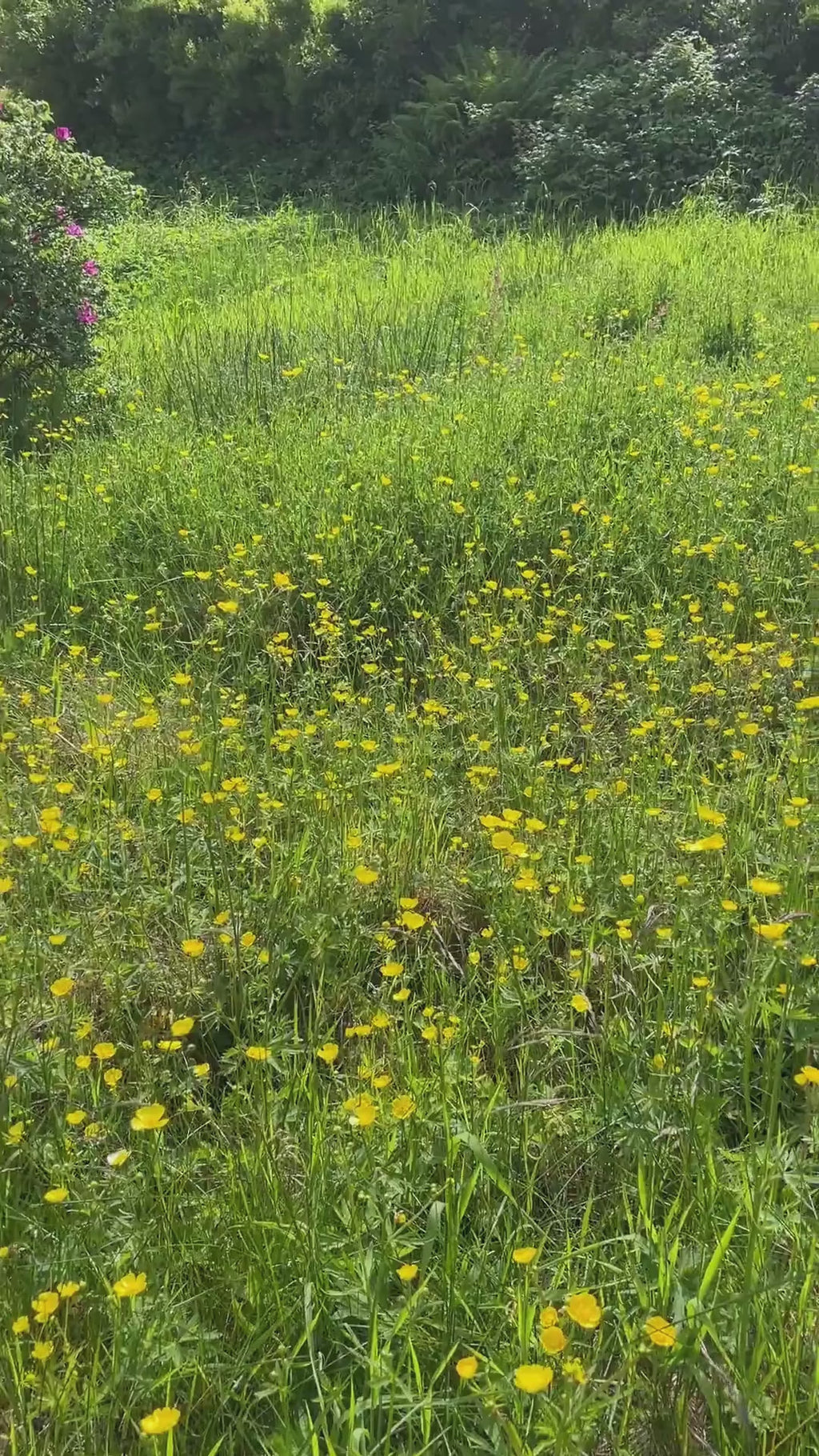 Smørblomst 1 – Håndlagde øredobber med ekte buttercup blomster – Botaniske smykker i harpiks | Villeblomster -