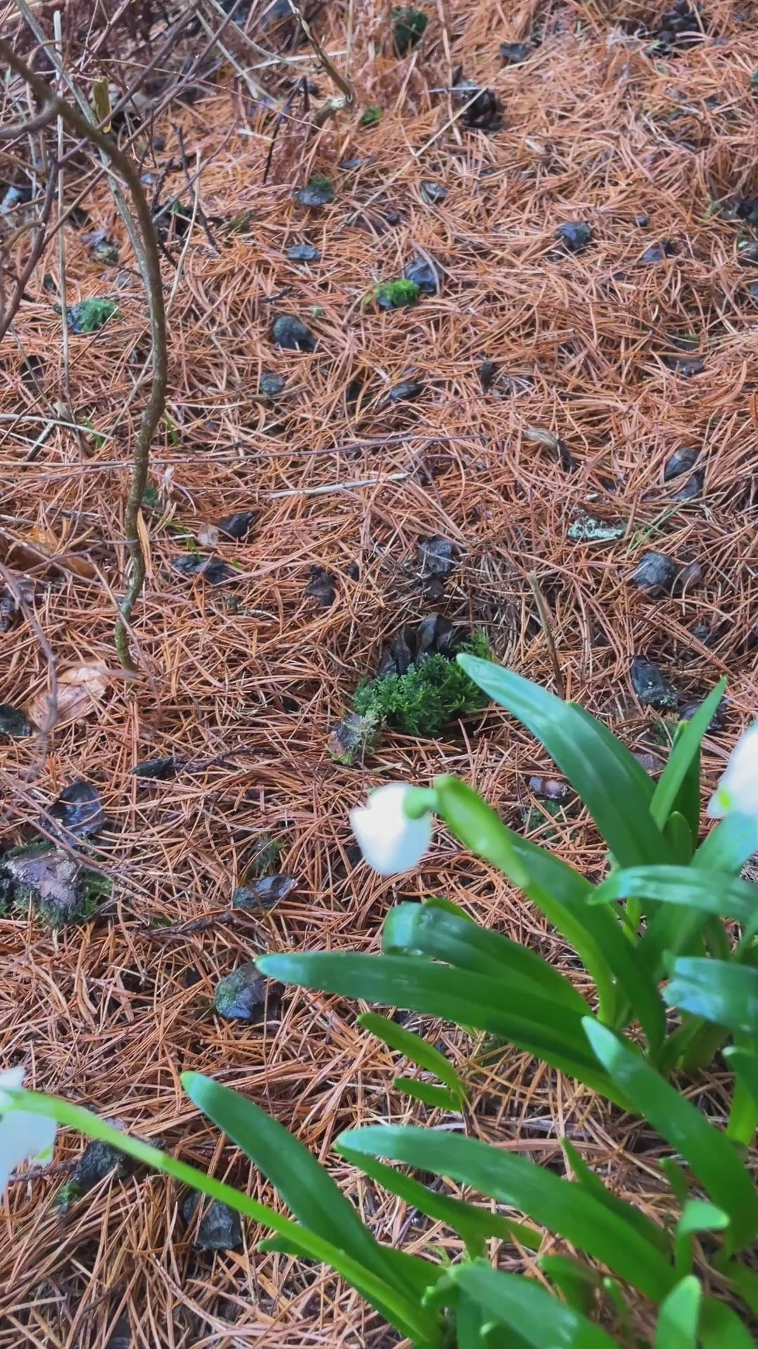 Klosterklokke – Håndlagde øredobber med ekte blomster i resin