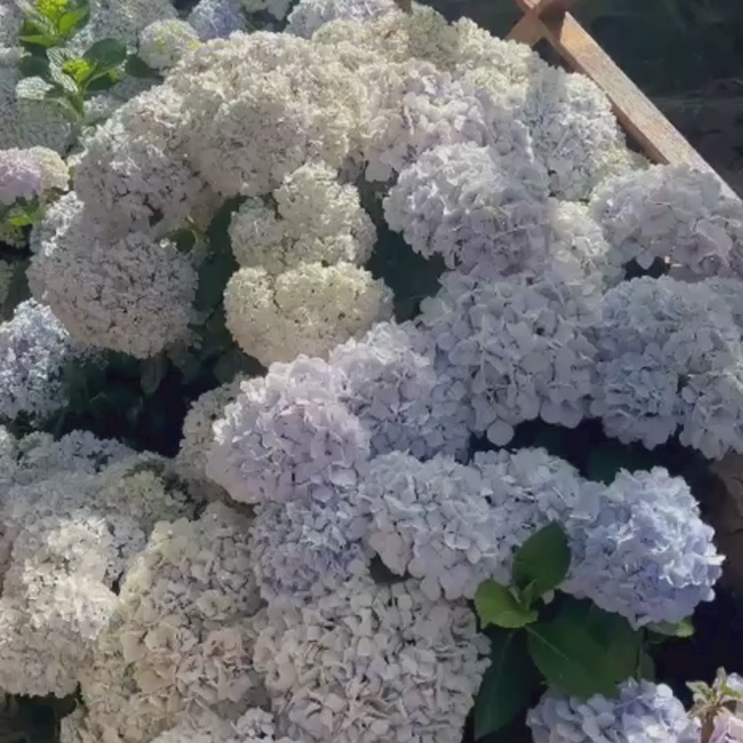 Hortensia I - Ekte botaniske øredobber i harpiks