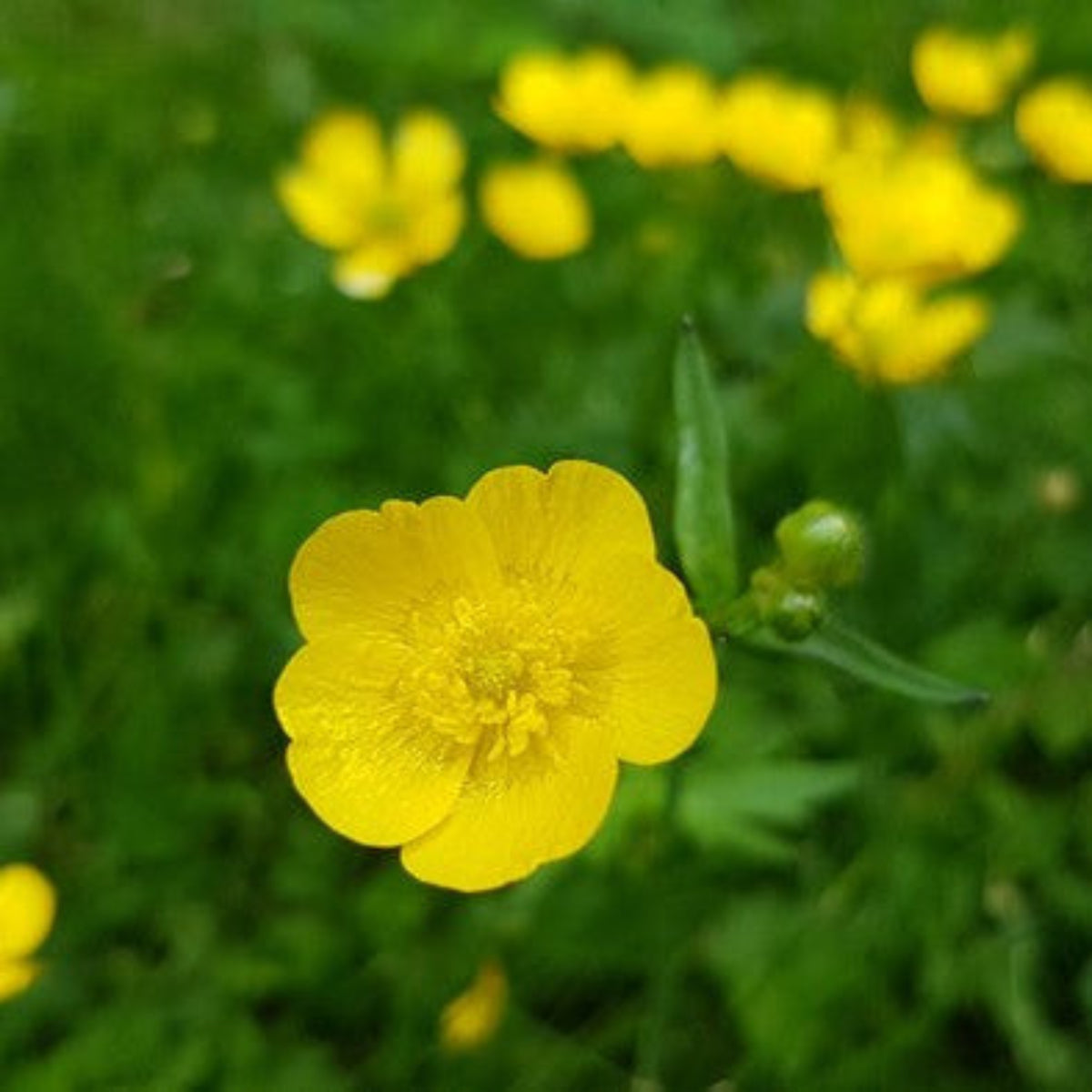Smørblomst Mini – Håndlagde øredobber med ekte blomster