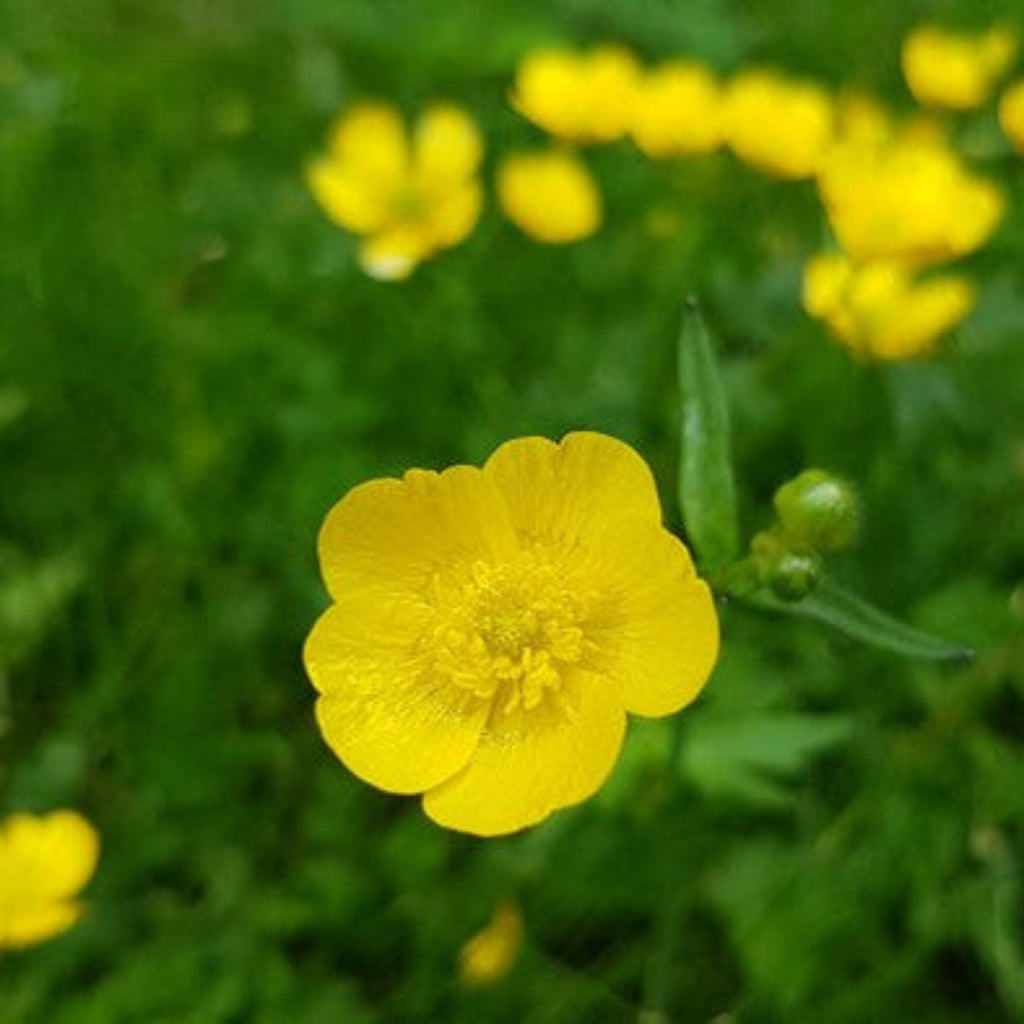 Smørblomst-ring – ekte Ranunculus acris fra Wild Norge Collection