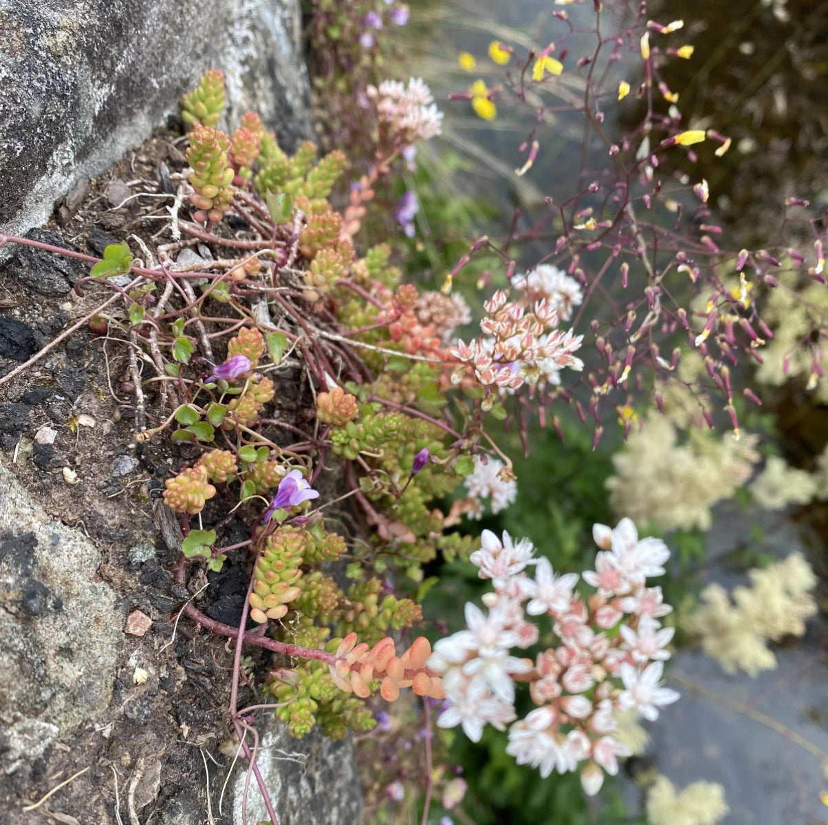Hvite Steinkrøp i Blomst – Håndlagde øredobber med ekte blomster
